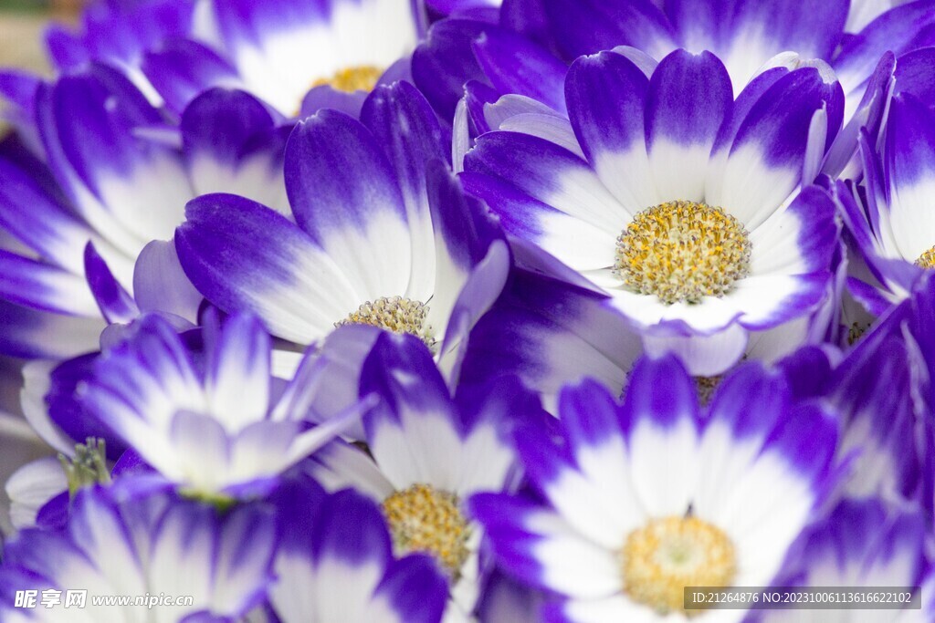 秋菊