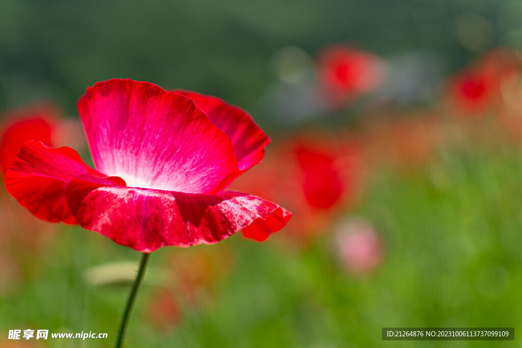蝴蝶花