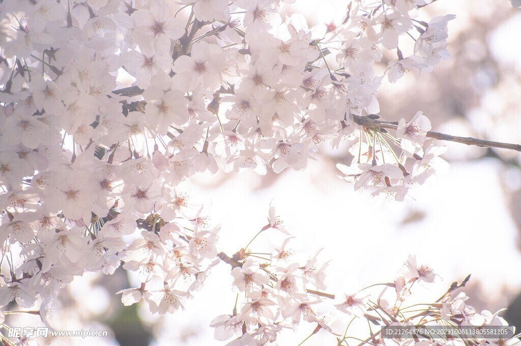 梅花