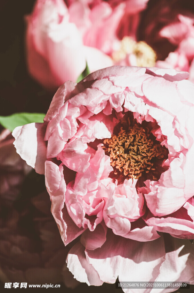 玫瑰花