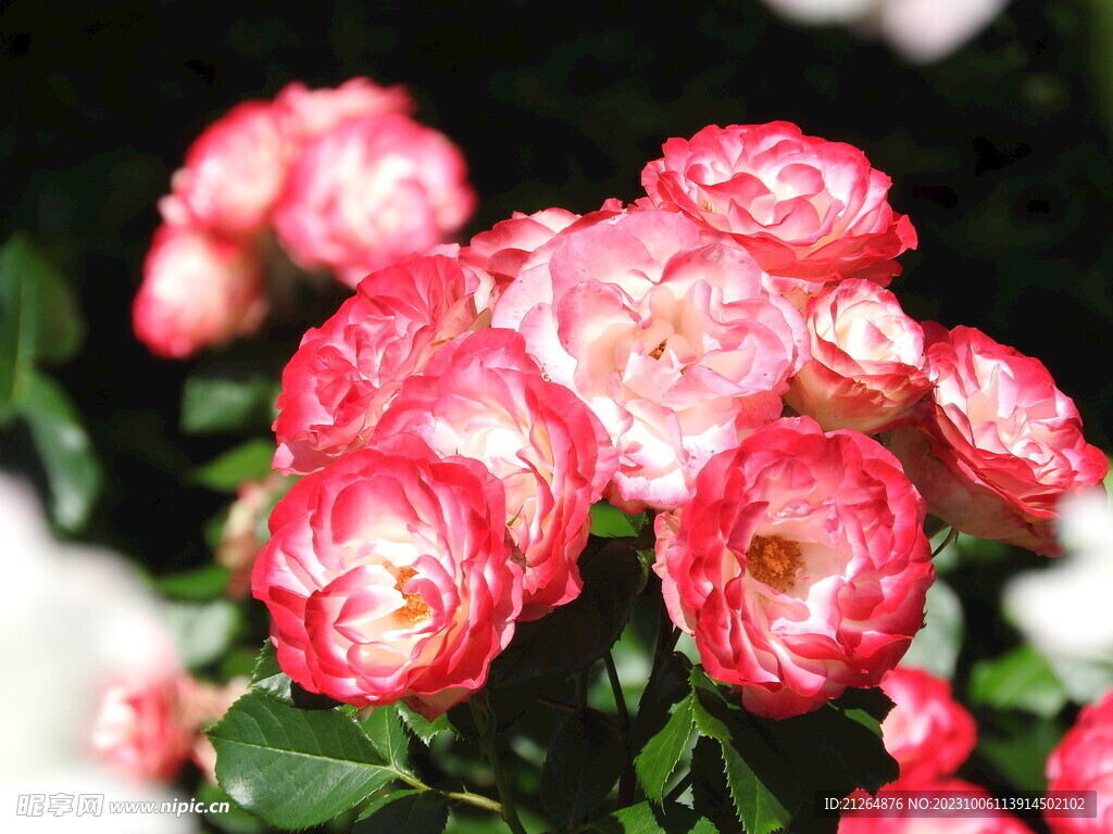 玫瑰花