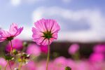 蝴蝶花