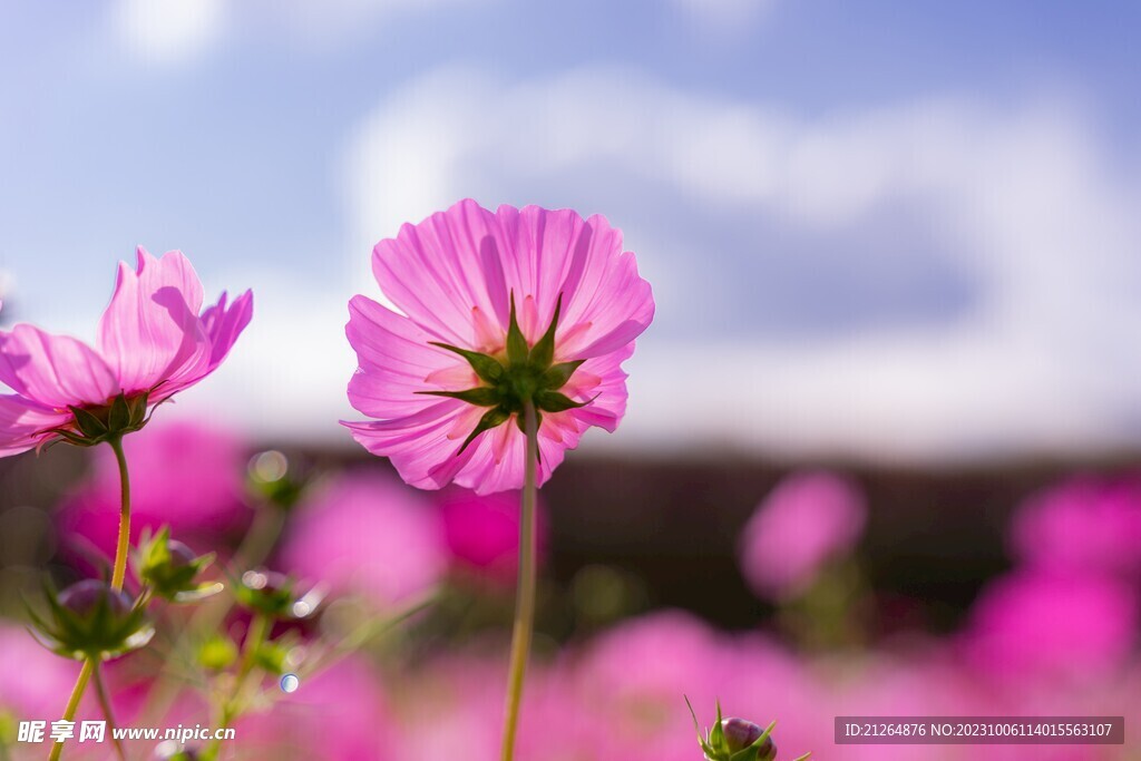 蝴蝶花