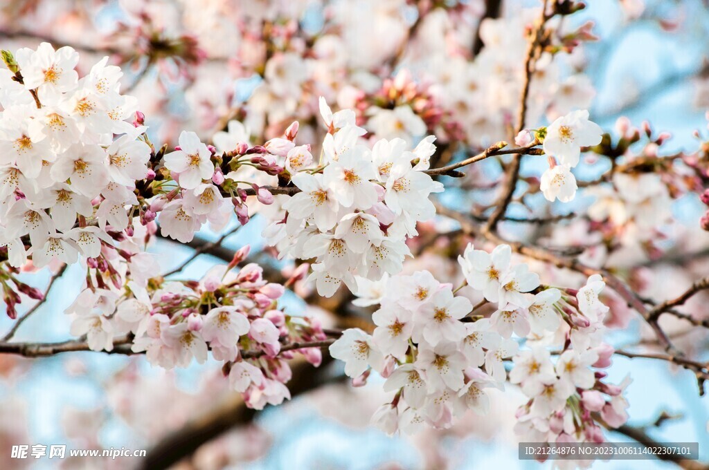 桃花