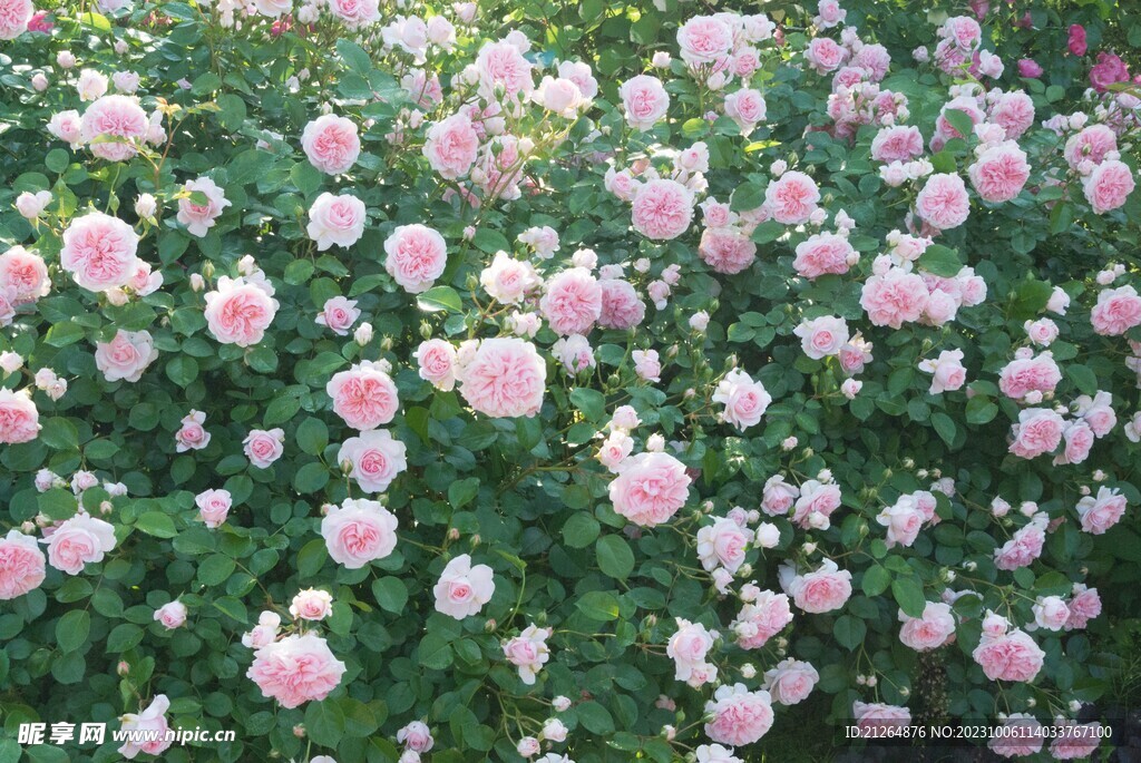玫瑰花