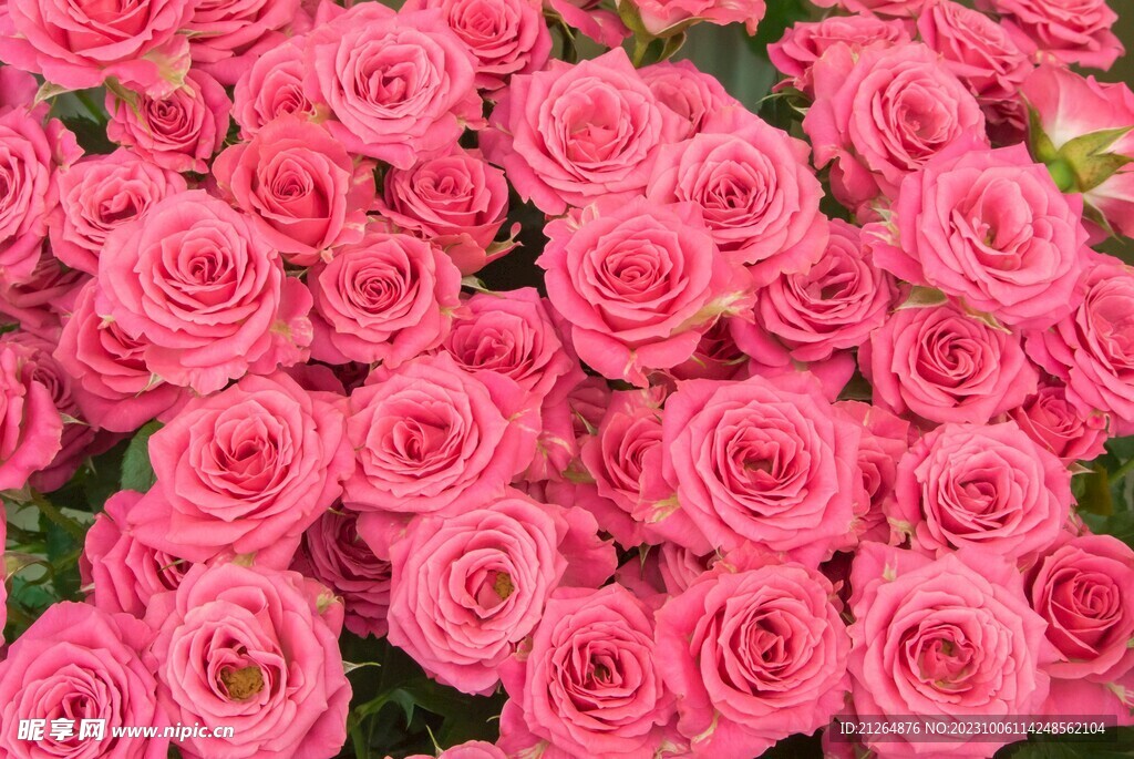 玫瑰花