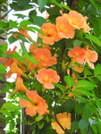 牵牛花