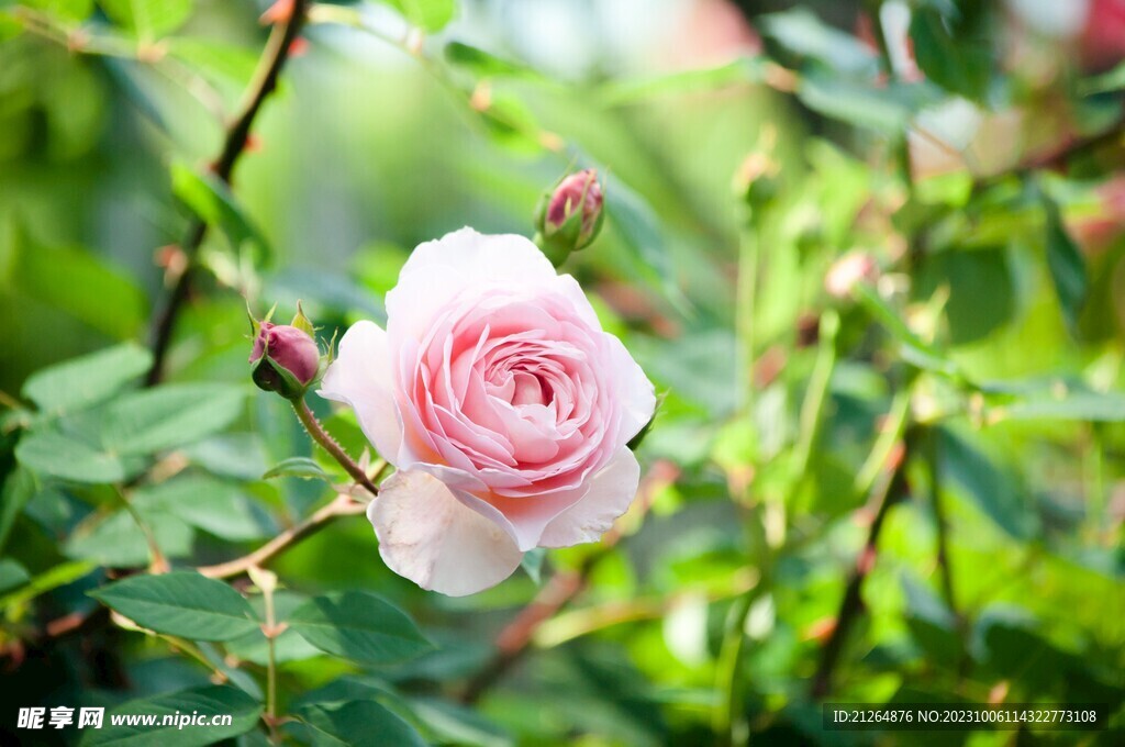 玫瑰花