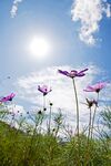 蝴蝶花