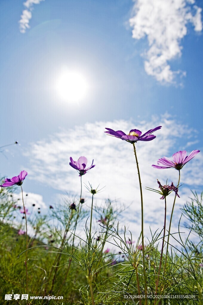 蝴蝶花