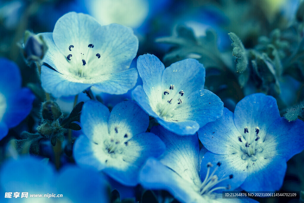 粉蝶花