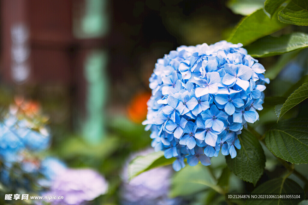 绣球花八仙花