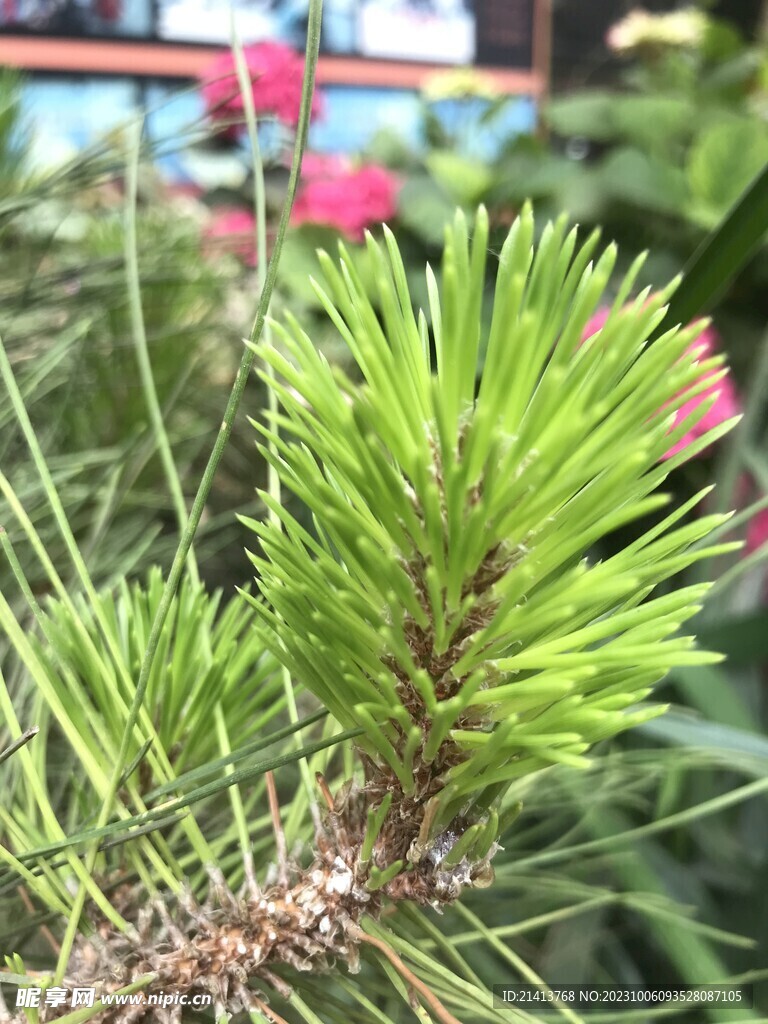 绿植绿叶植物 