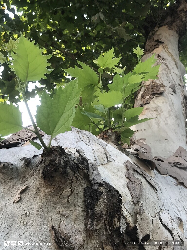 绿植绿叶植物