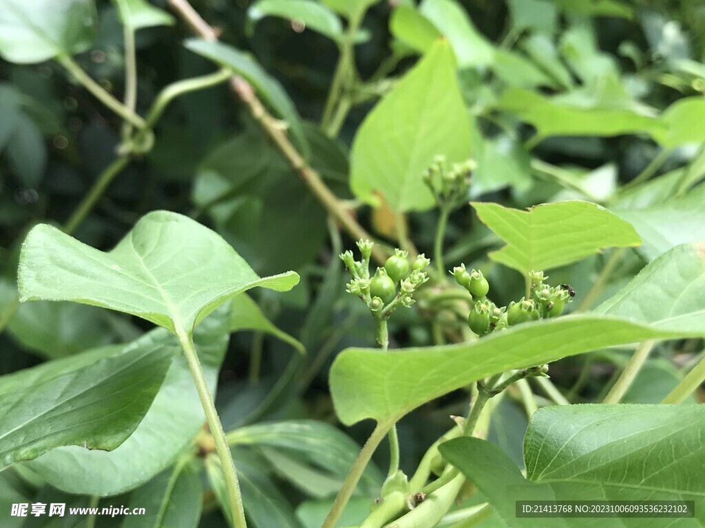绿植绿叶植物