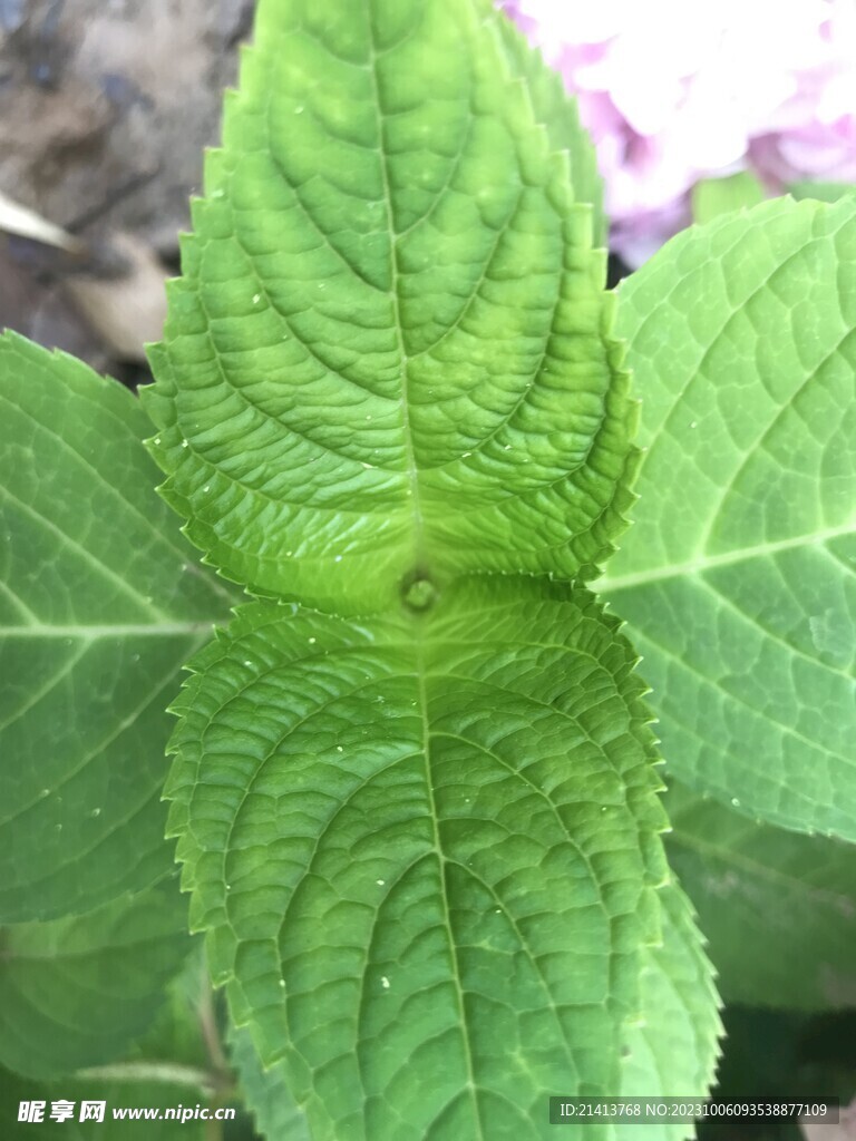 绿植绿叶植物 