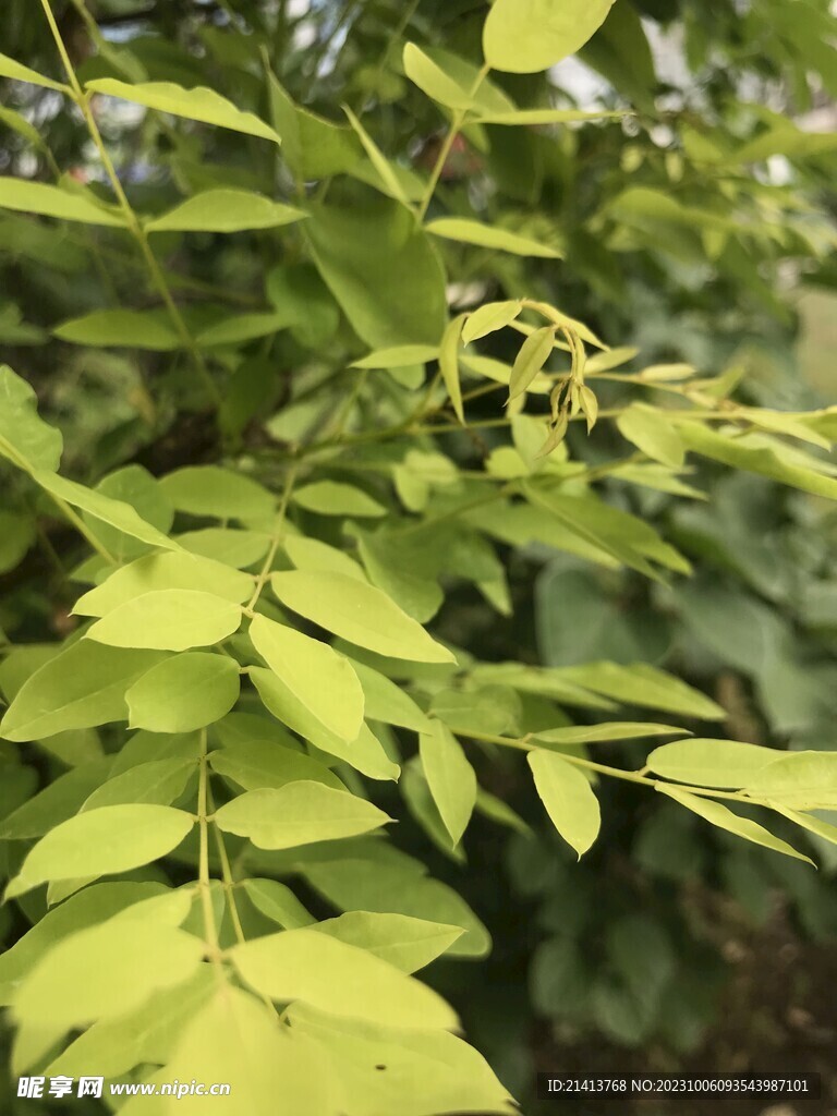 绿植绿叶植物 