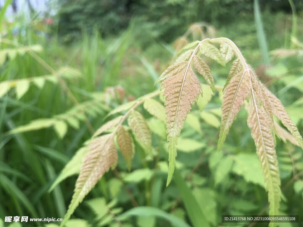 绿植绿叶植物 