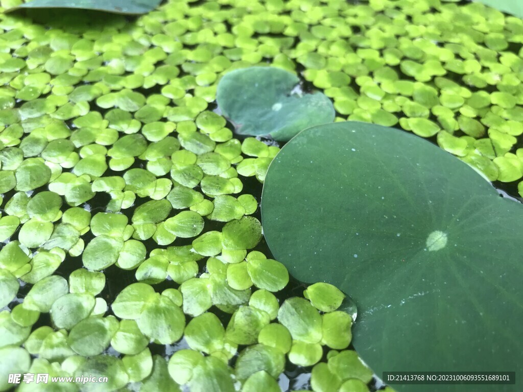 绿植绿叶植物