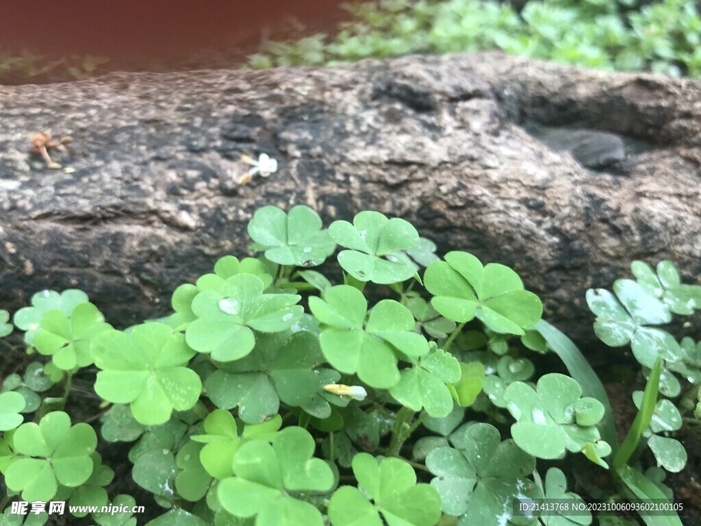 绿植绿叶植物