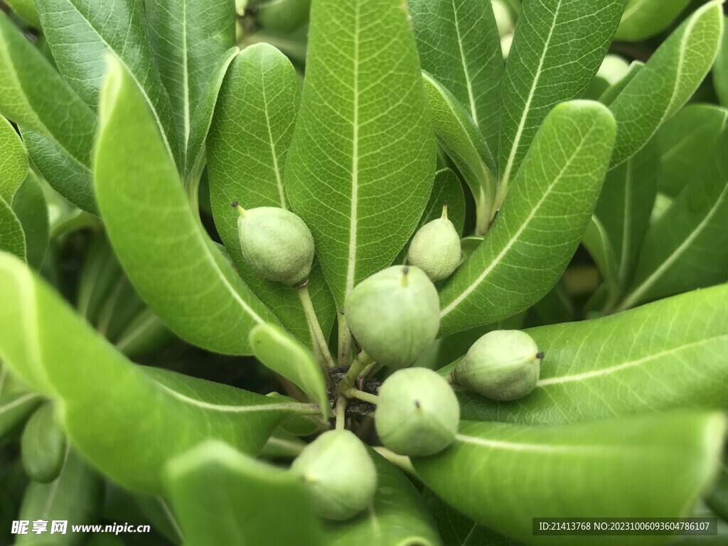 绿植绿叶植物 