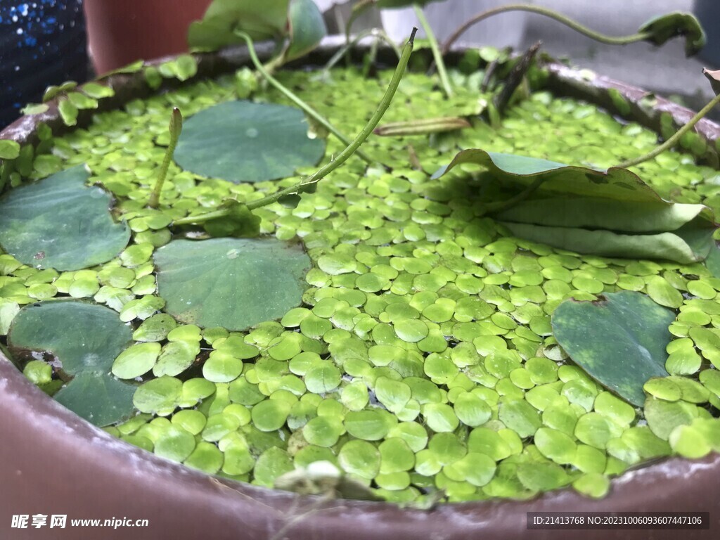 绿植绿叶植物