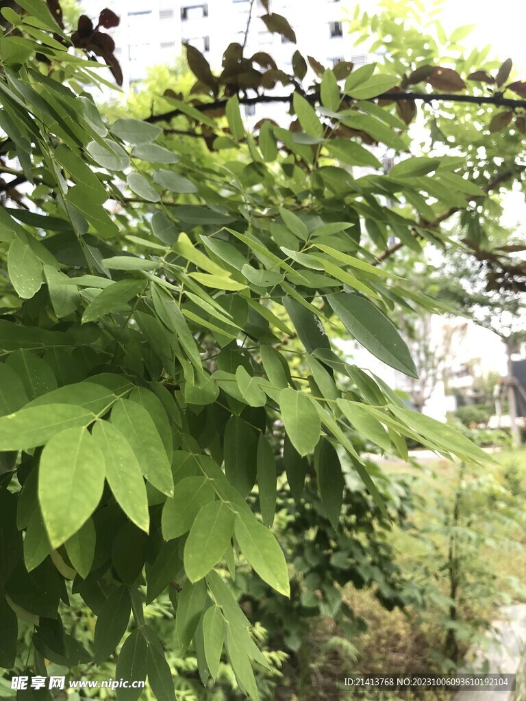 绿植绿叶植物 