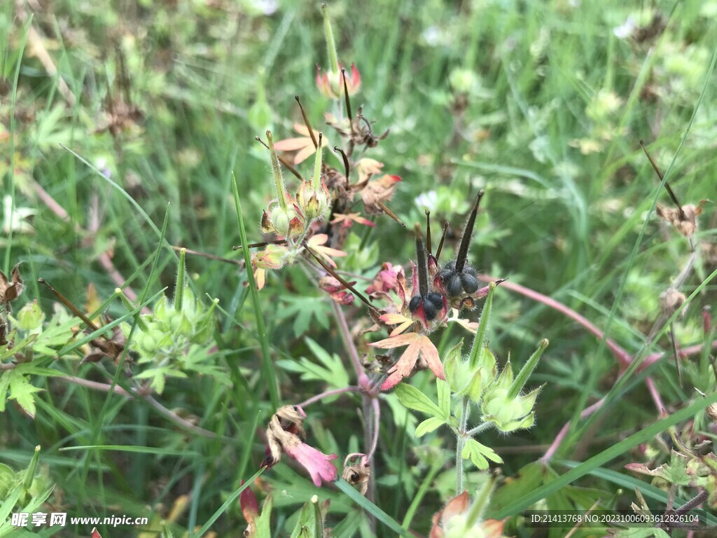 绿植绿叶植物