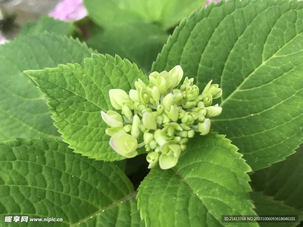 绿植绿叶植物