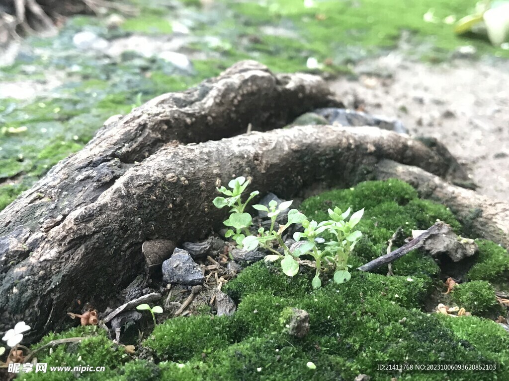 绿植绿叶植物