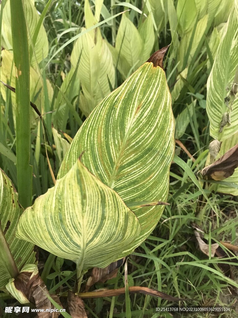 绿植绿叶植物