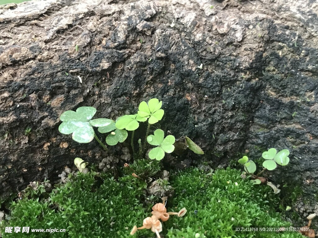绿植绿叶植物 