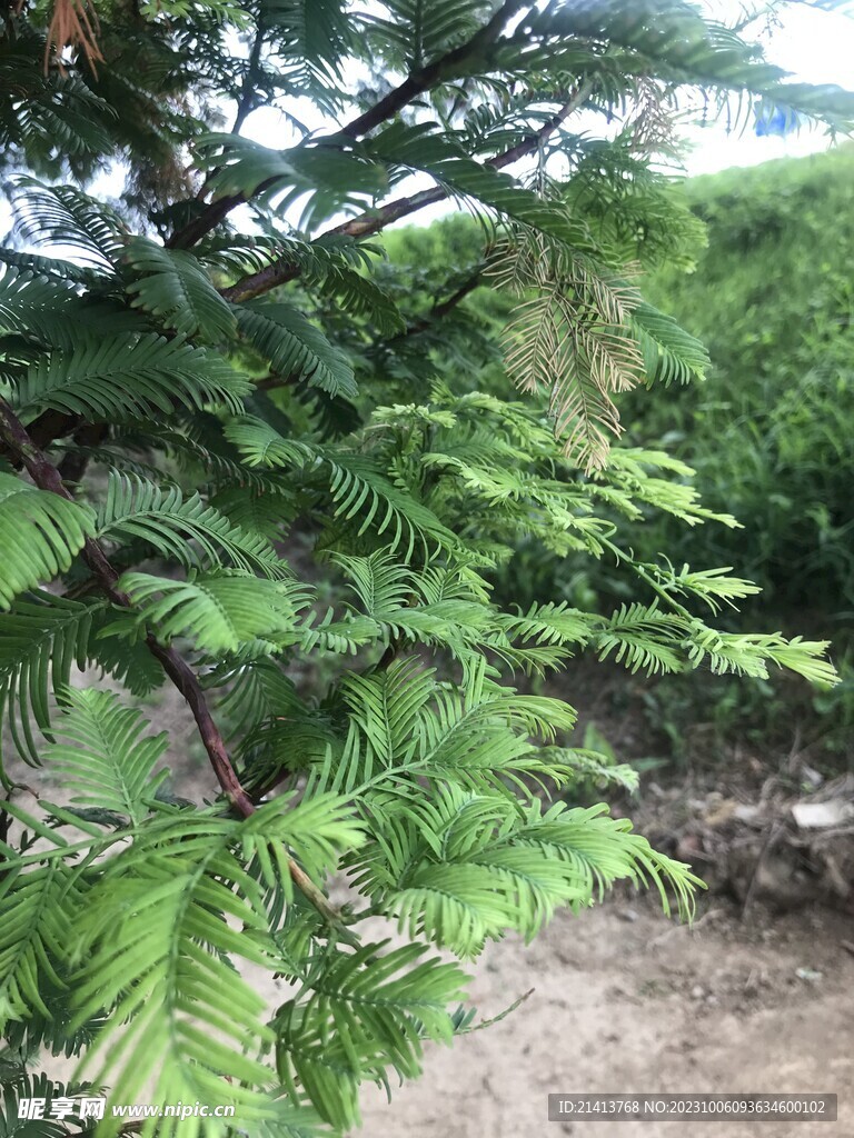 绿植绿叶植物