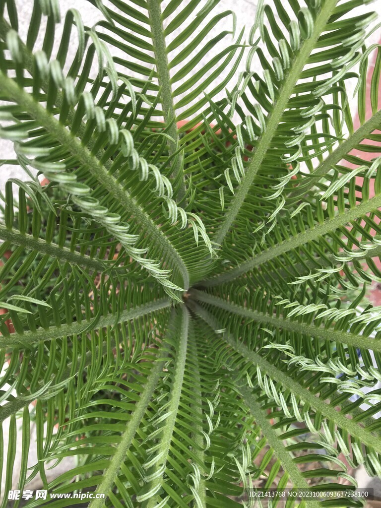 绿植绿叶植物 