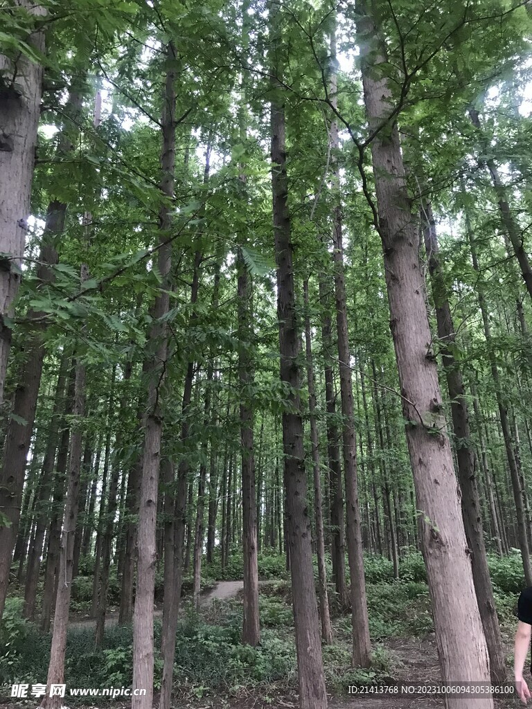 大树树木树林 
