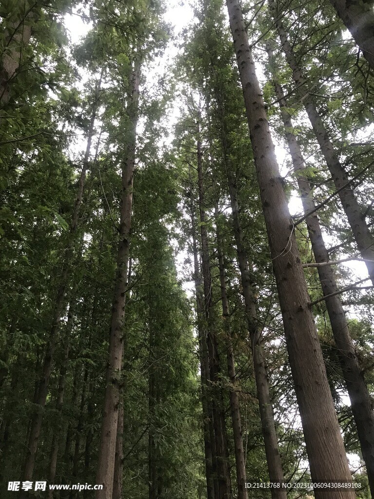 大树树木树林