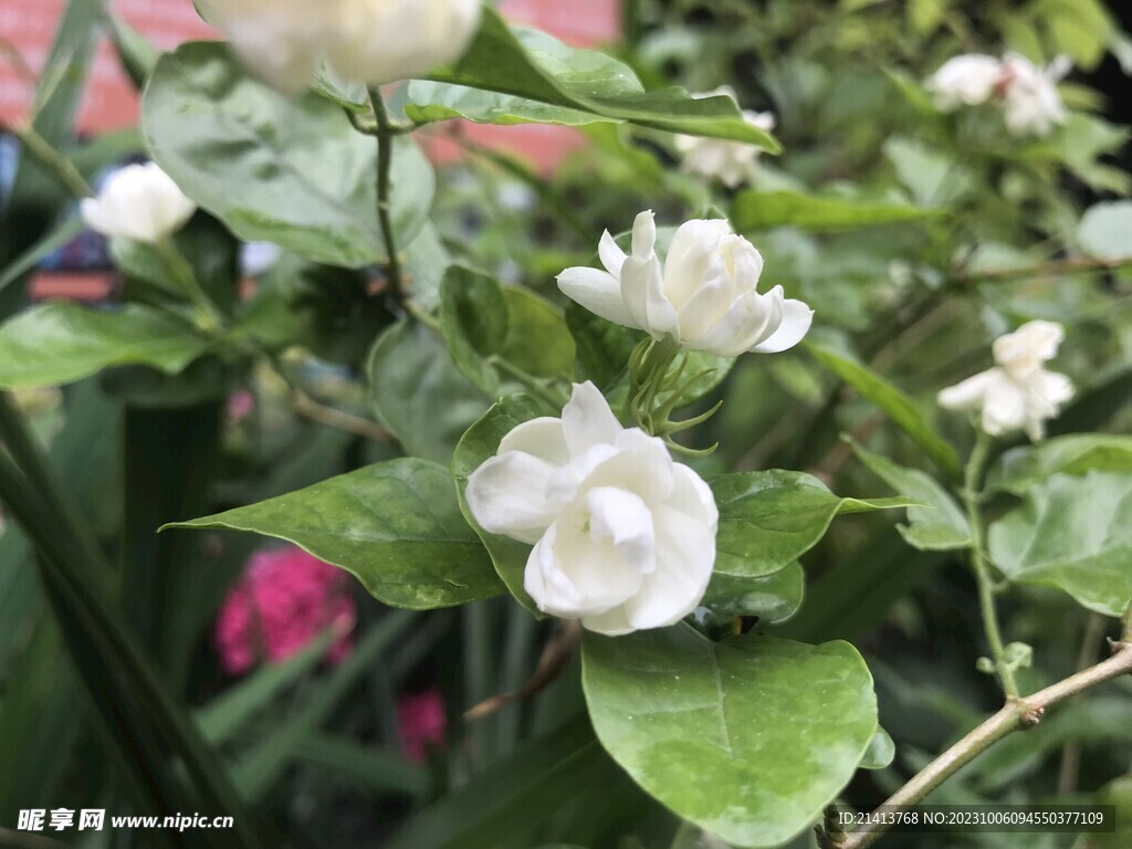 茉莉花朵