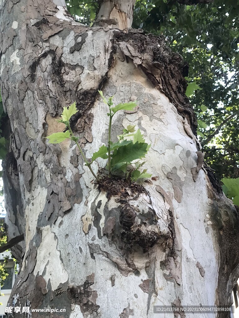 绿植绿叶植物 