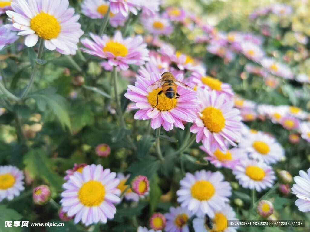 小雏菊  蜜蜂