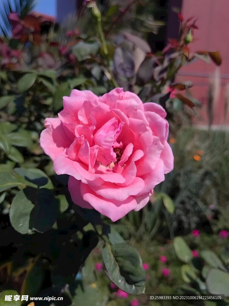 玫瑰花