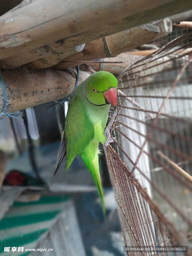 鹦鹉