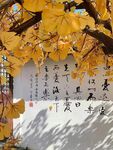 枫树下传统文化