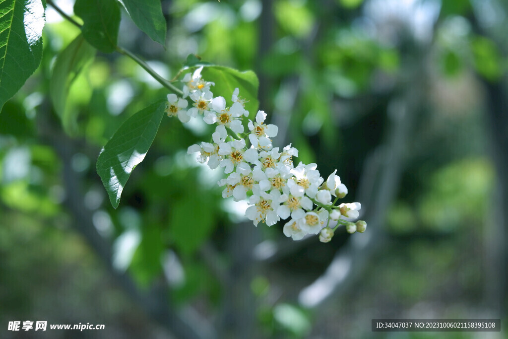 小白花