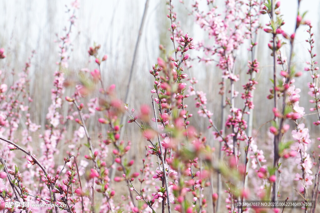 桃花