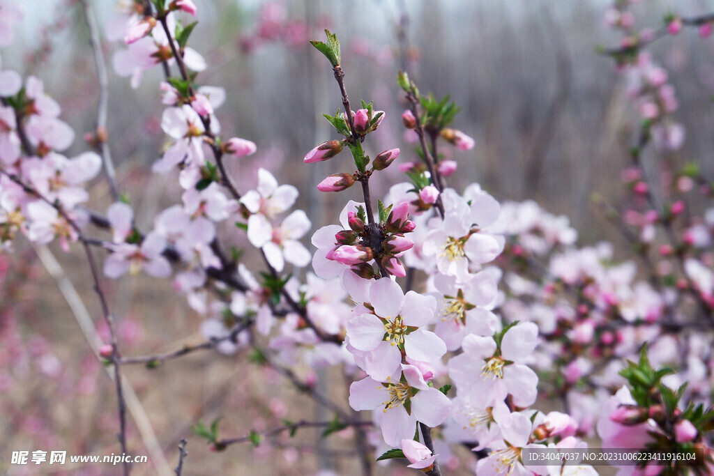 桃花