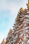 雪季中的杉树
