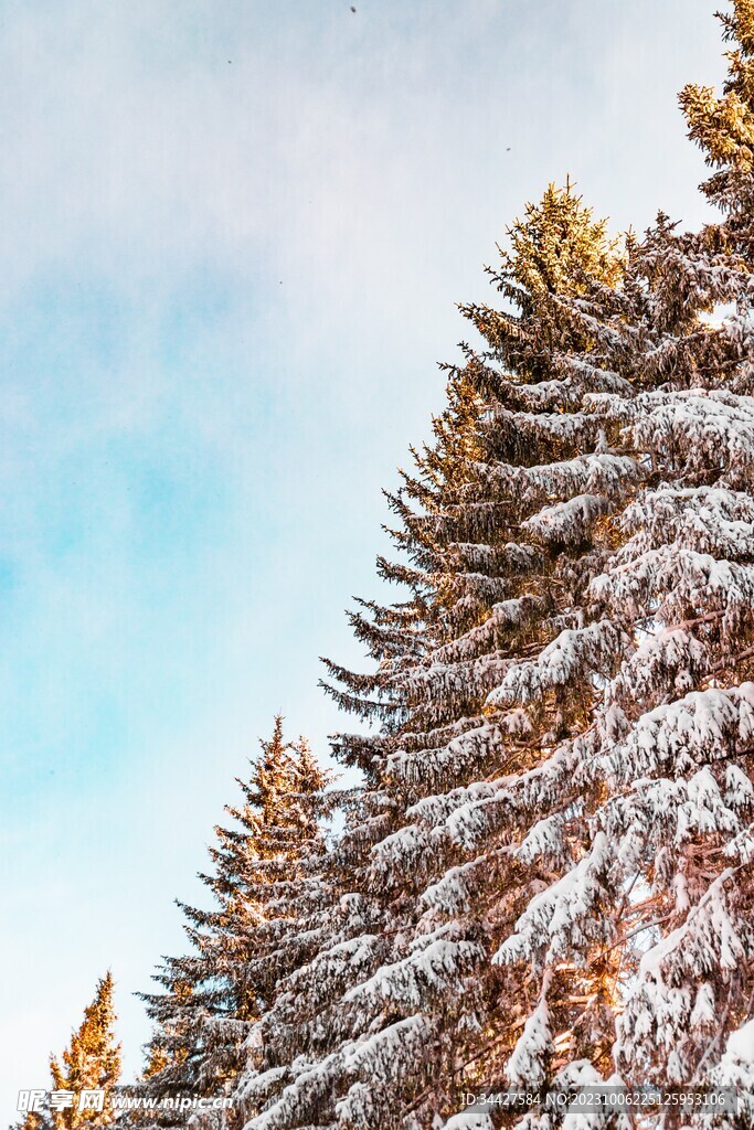 雪季中的杉树