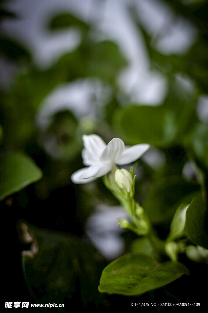 茉莉花