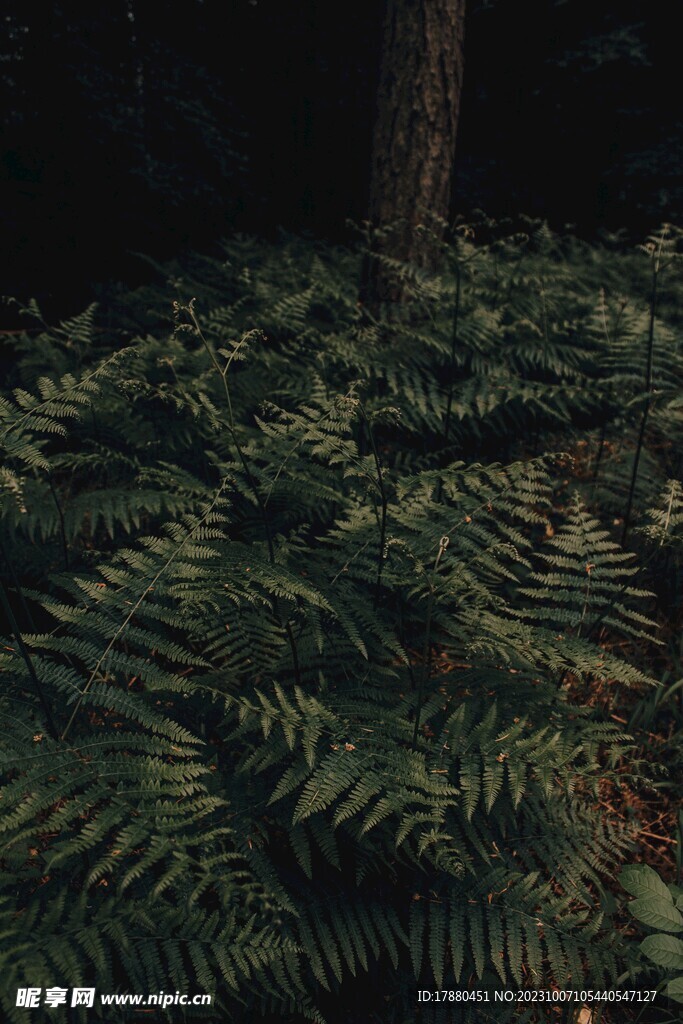 蕨类植物