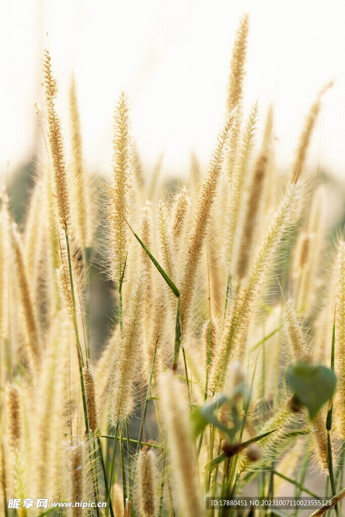 野草